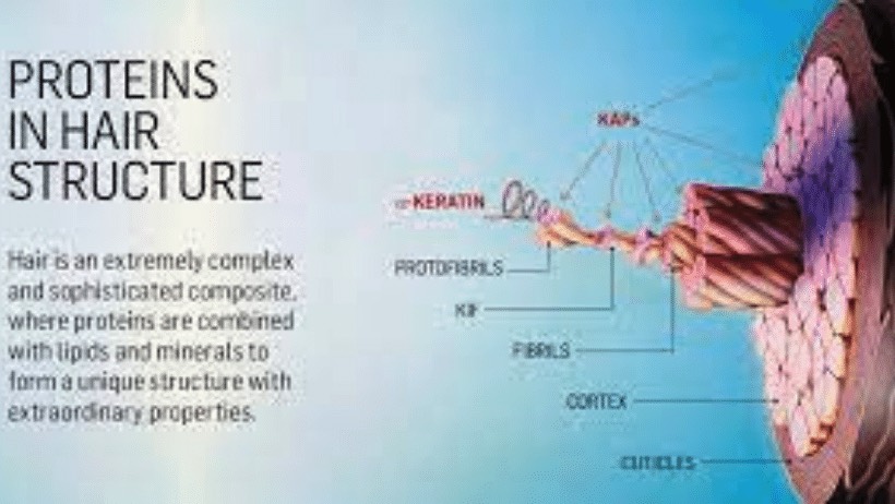 Las proteínas en la estructura del cabello