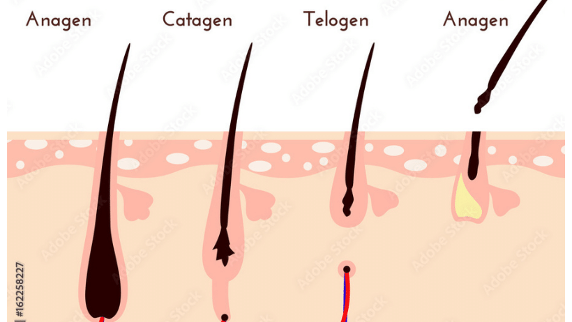 Hair Growth Cycle  Hair Follicle  Hair Shaft